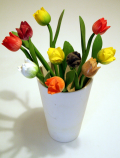 tulipanes